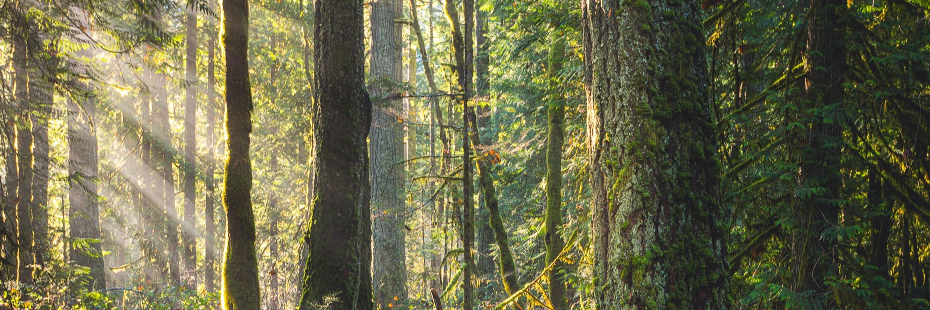 Elwha Legacy Forests