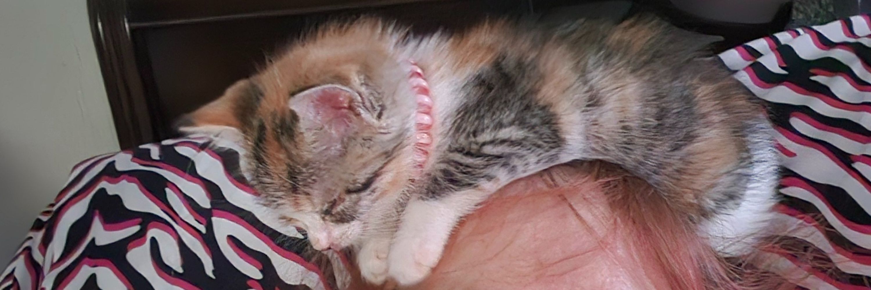 Cloud's Kittens Rescue
