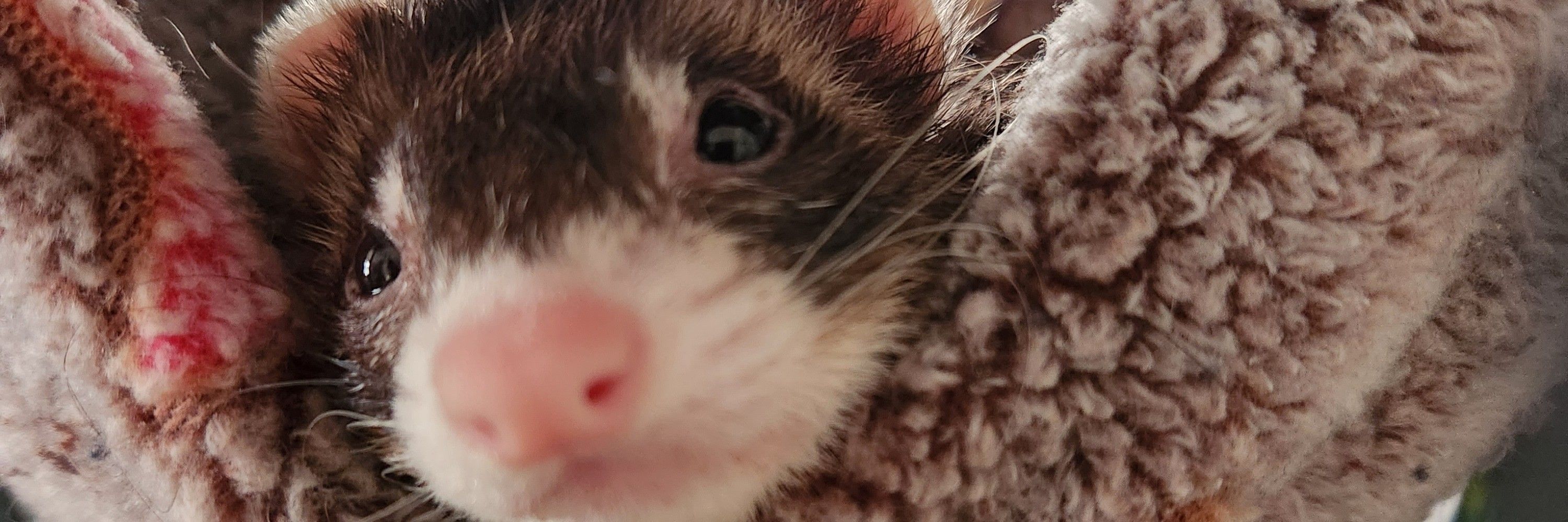 Nathan