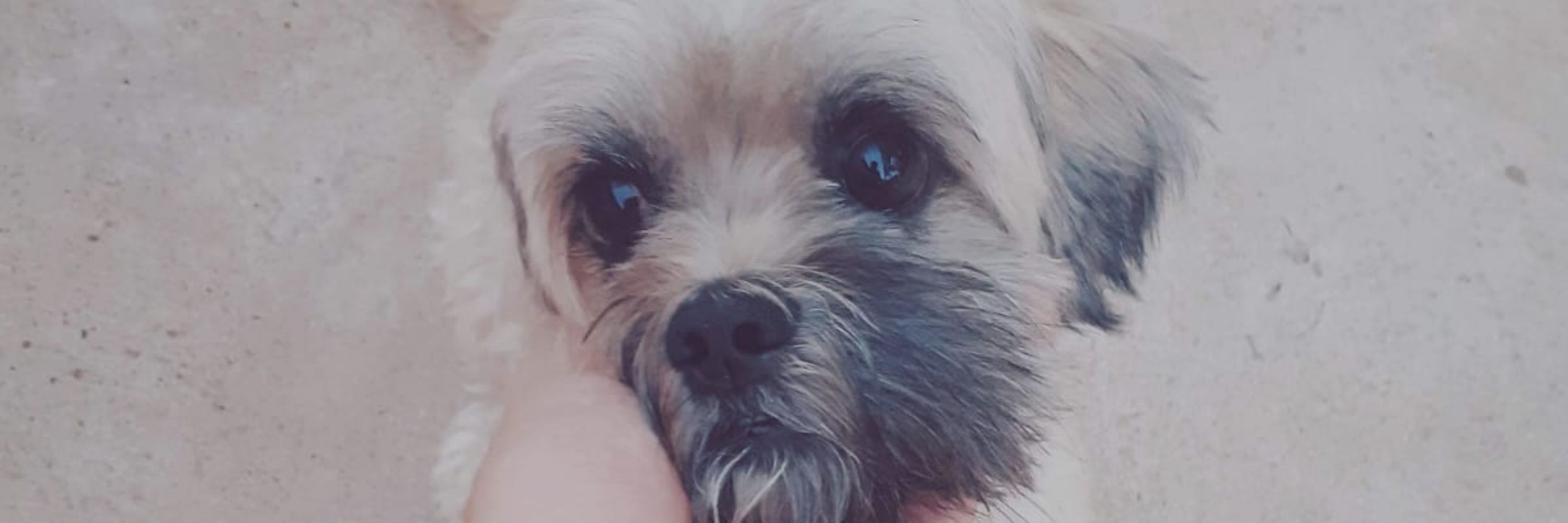 Alvinho 🌸