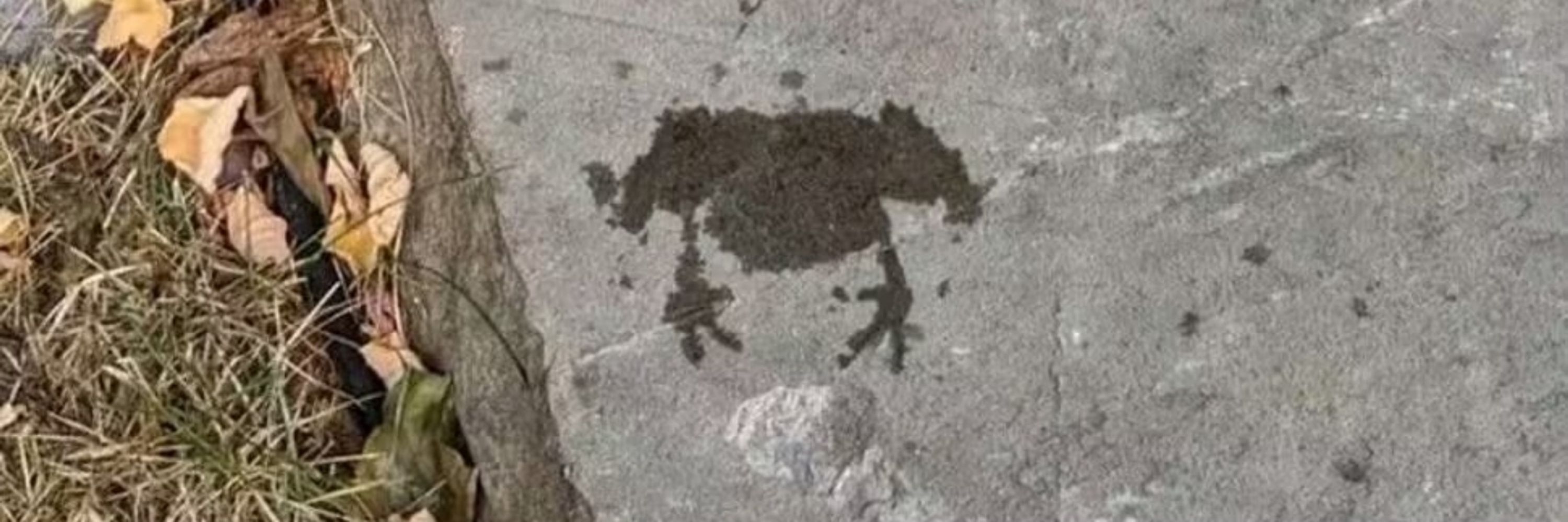 死了两次的狗