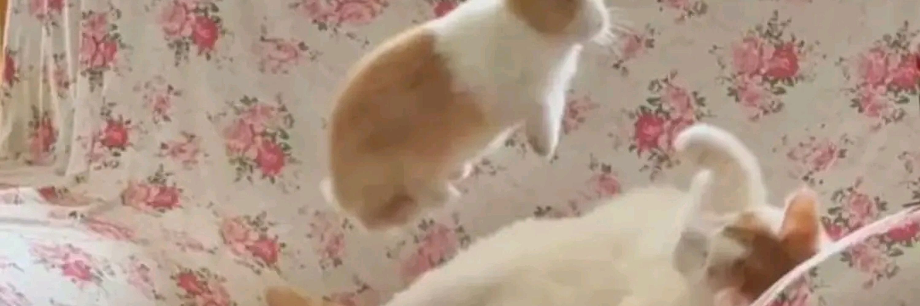 FloDD