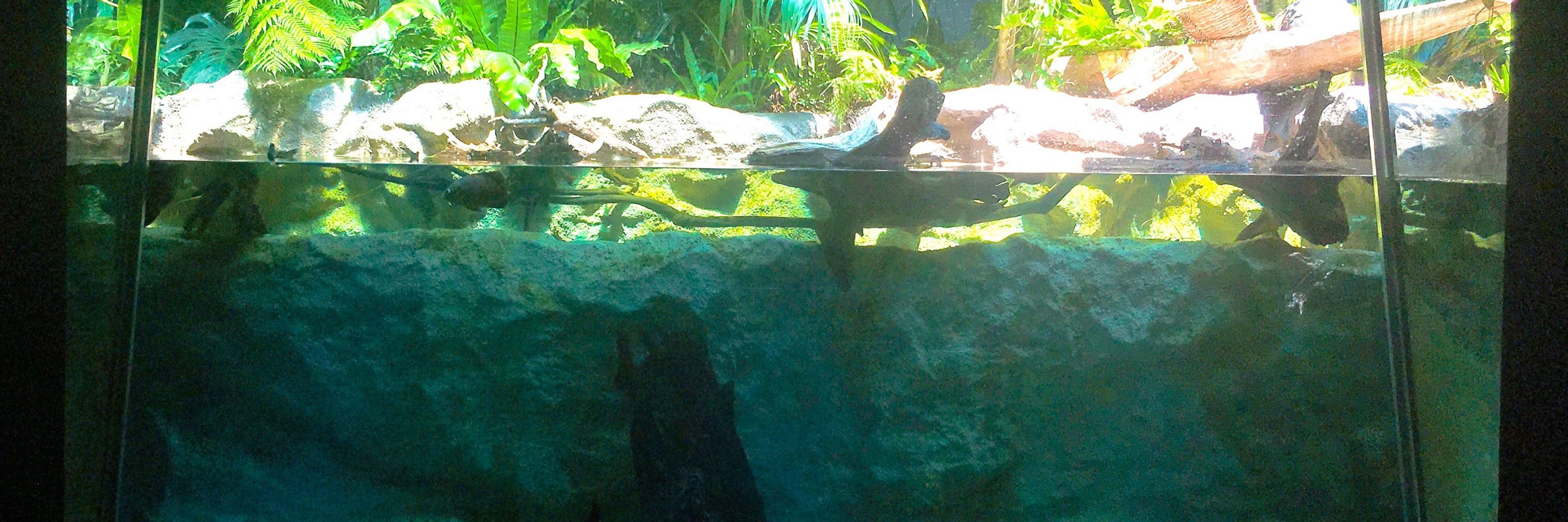 恒河沙