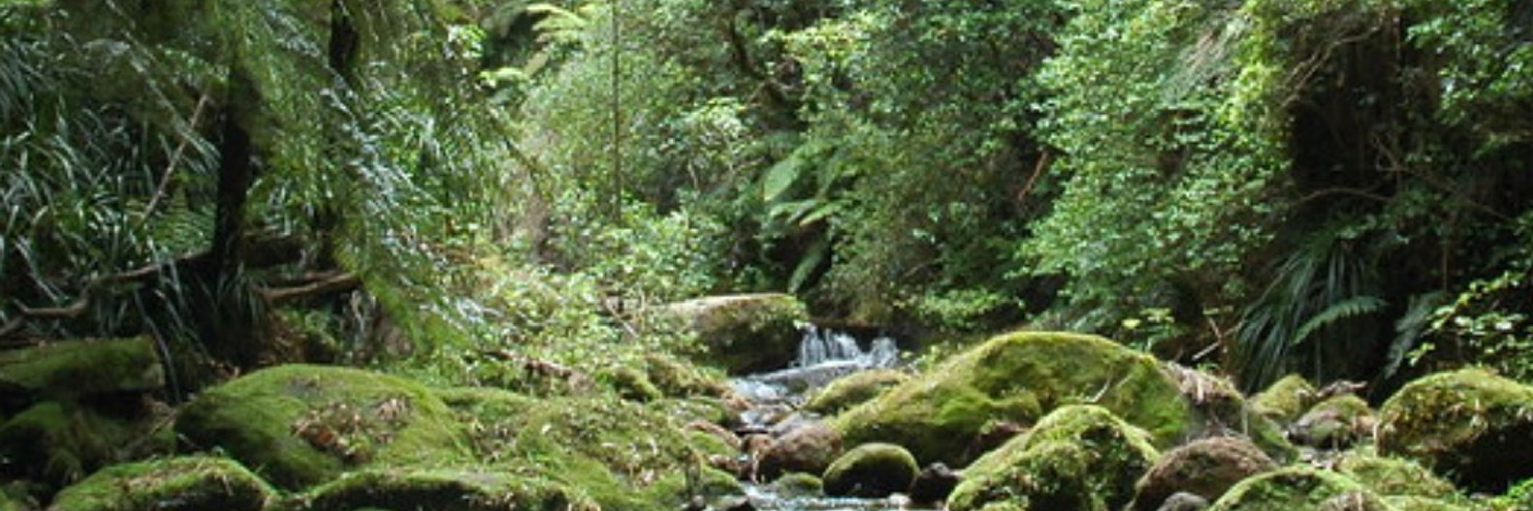 💚💚Rich_Aotearoa💚💚