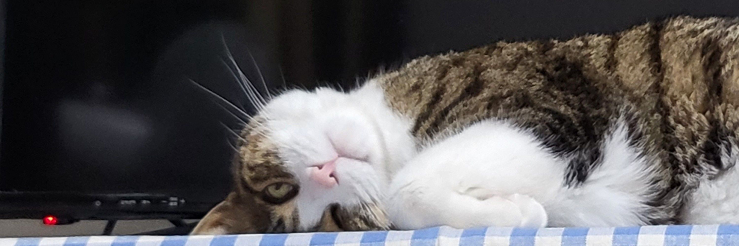애옹레옹네