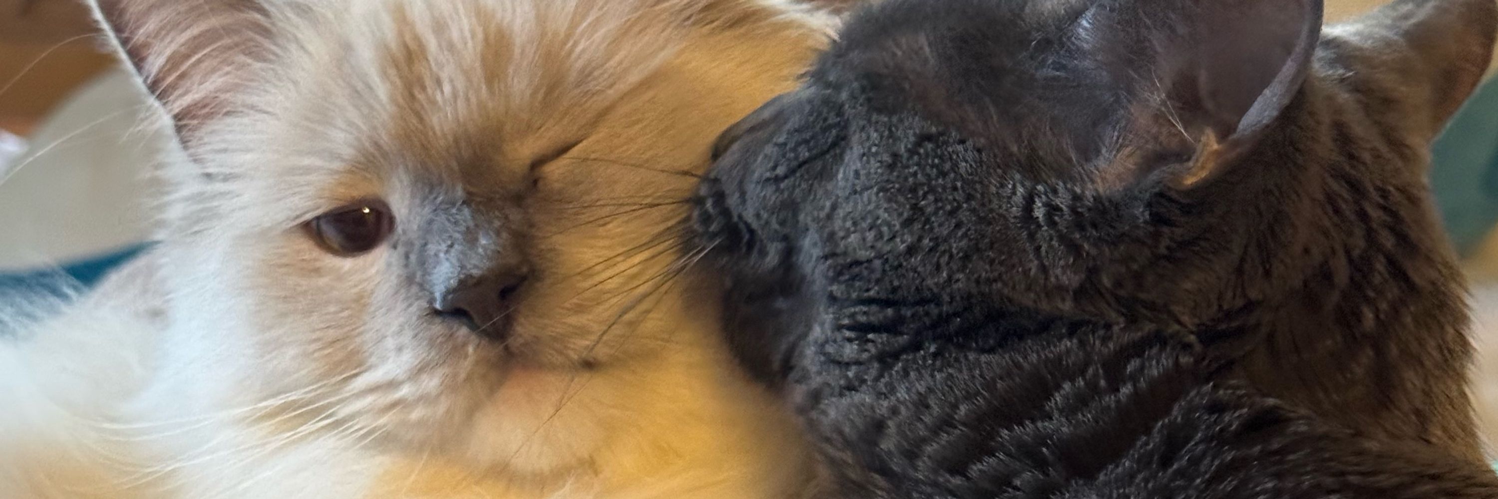 Tootie and Shmoo