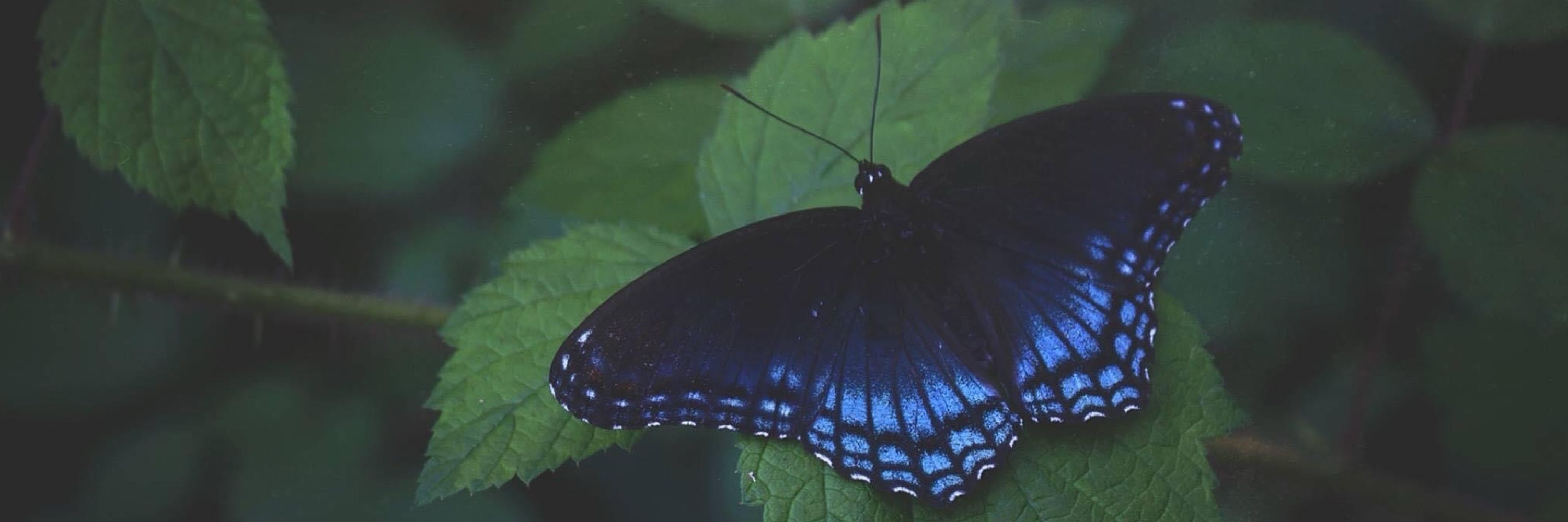 Moth