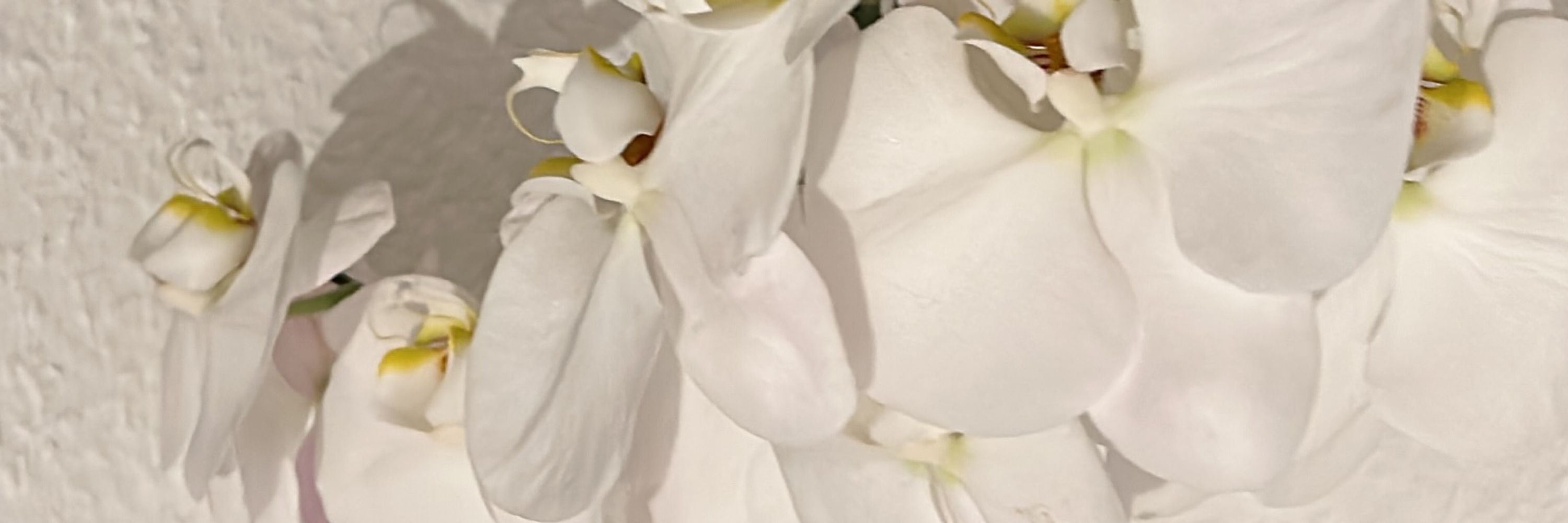 Weiße Orchidee