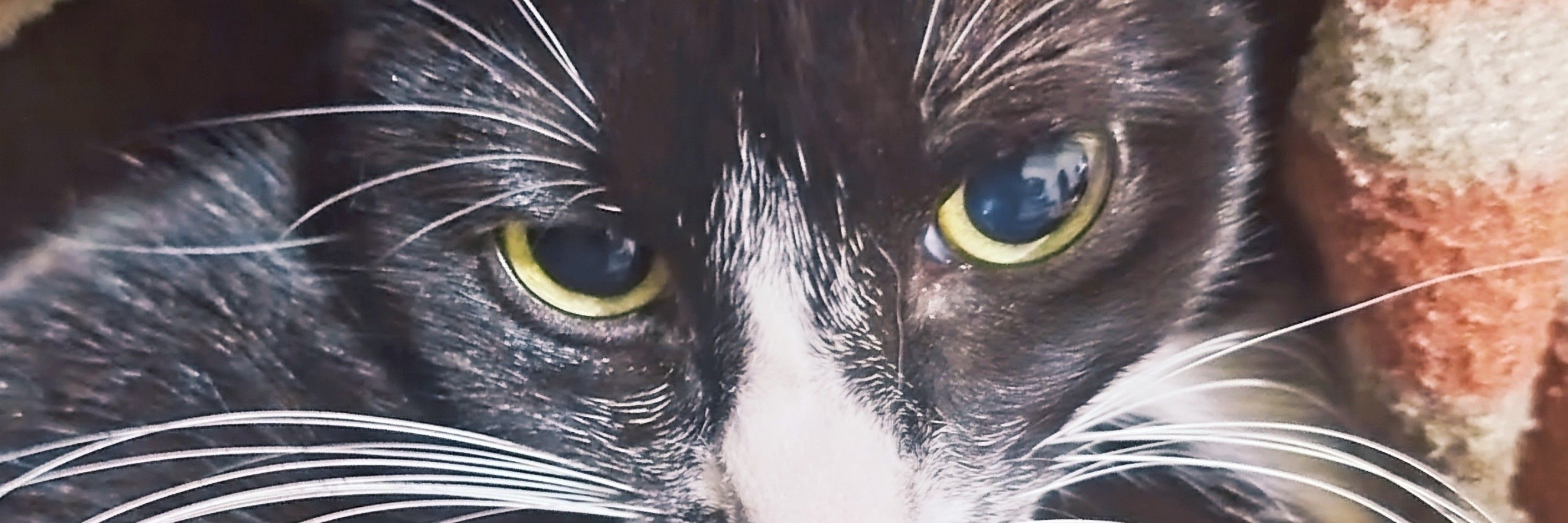 Elô 