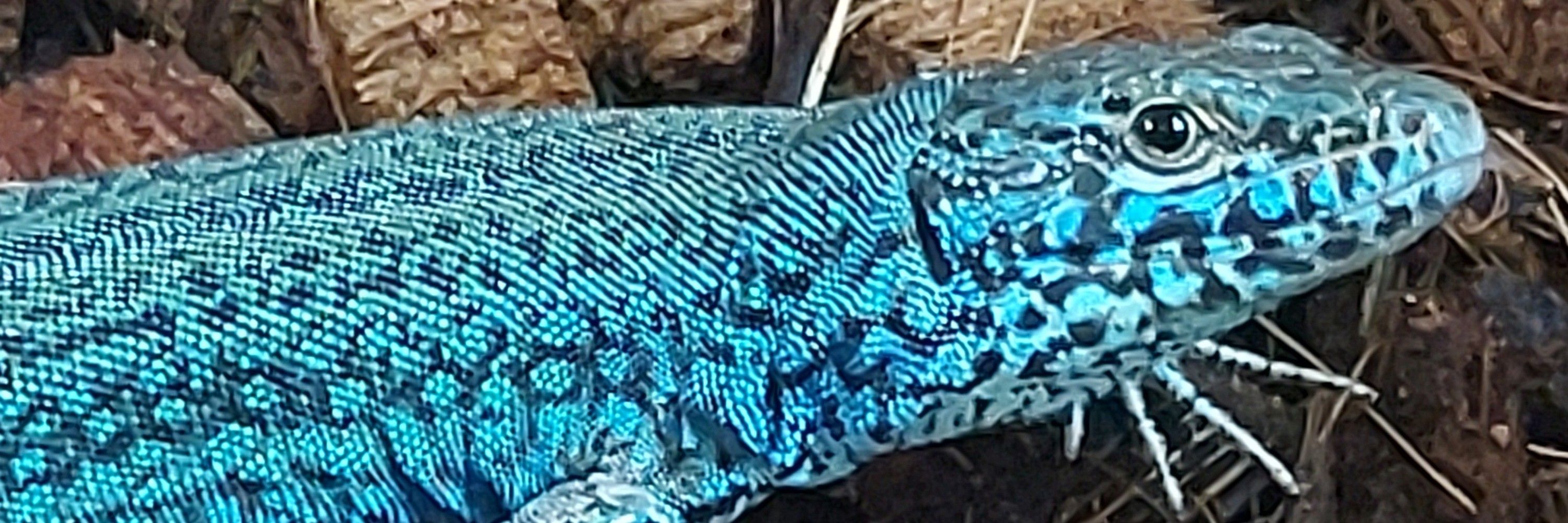 けしごむ