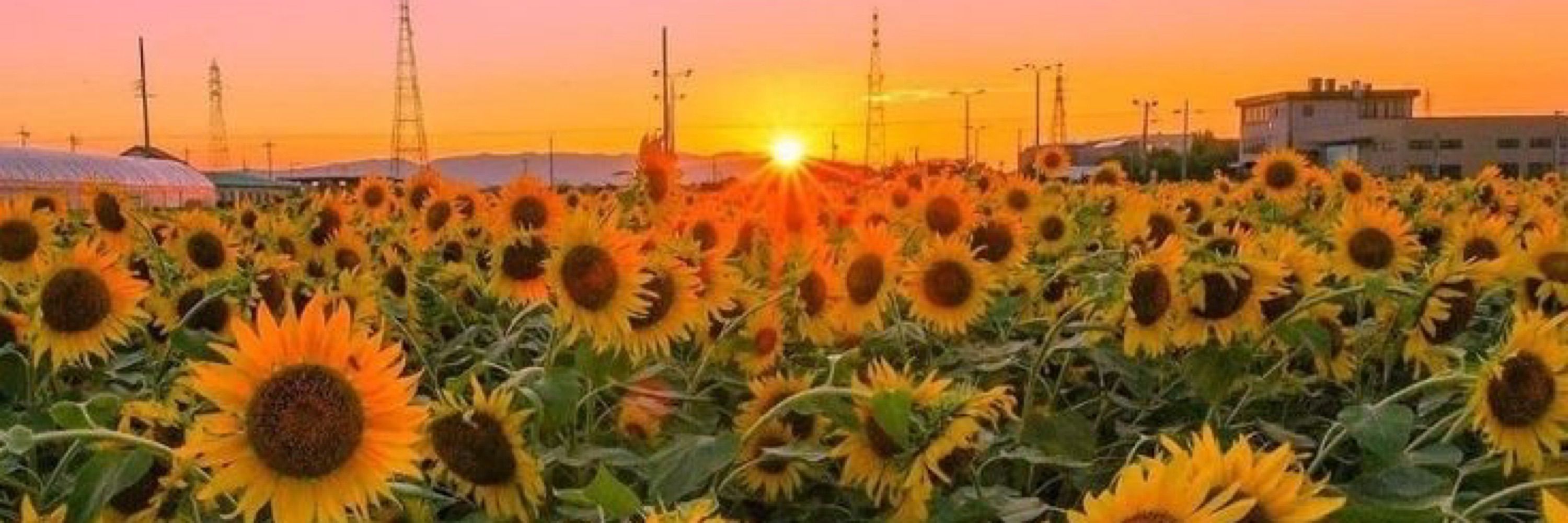 Hanne 🌻