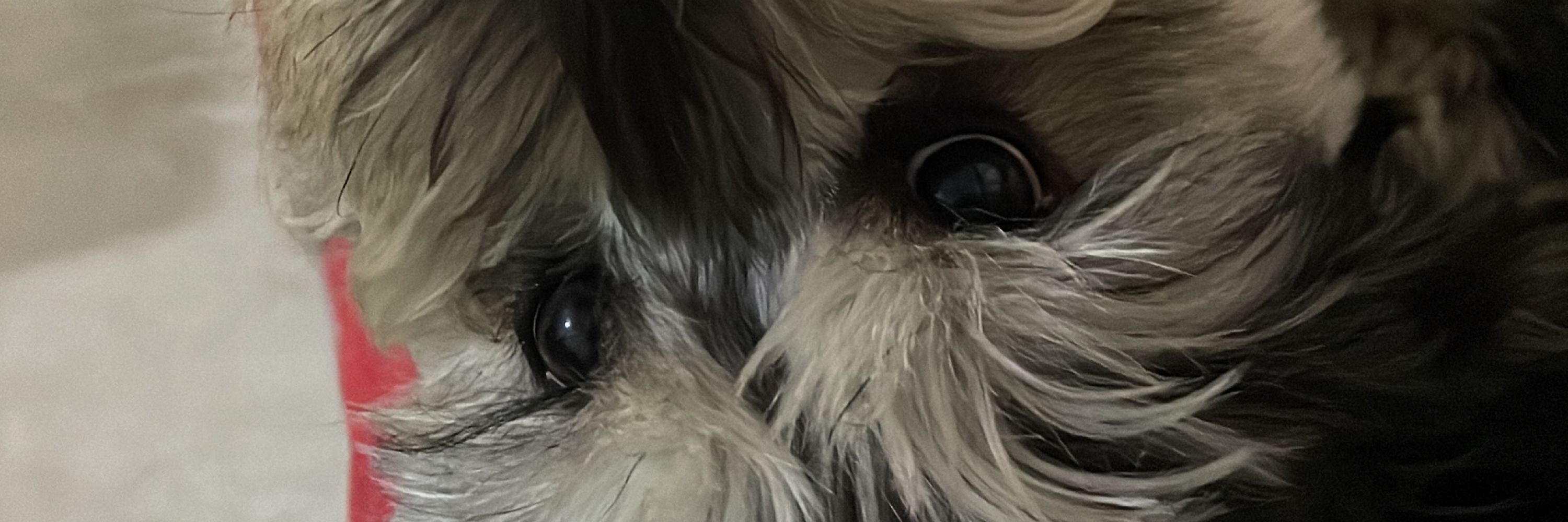 Luca D. 