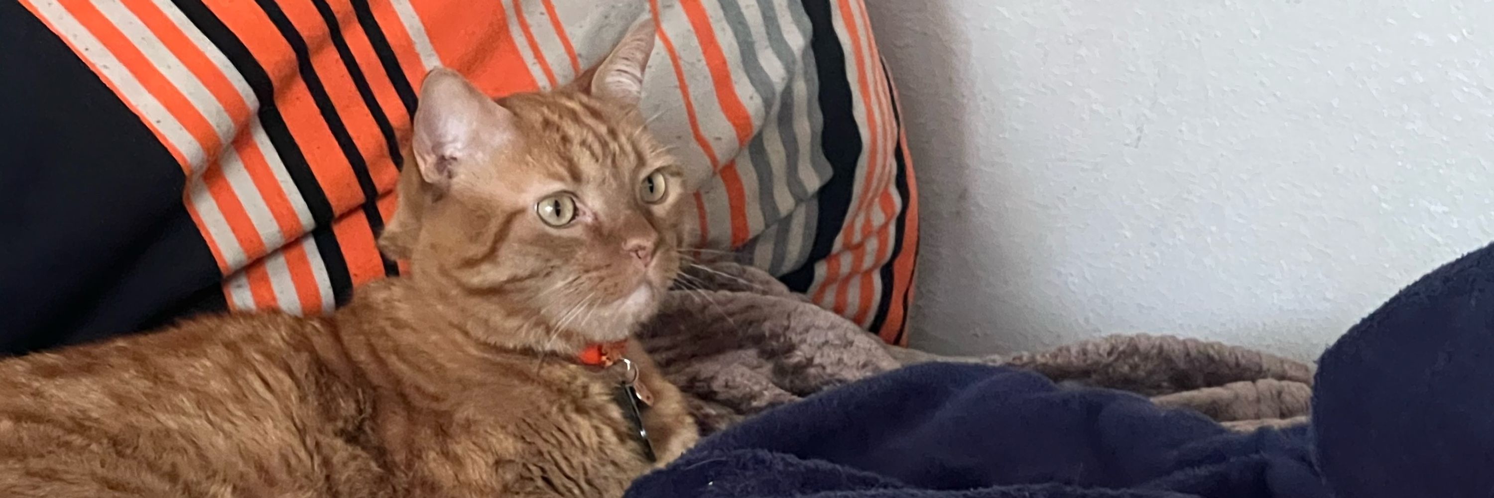 OrangeCatThoughts