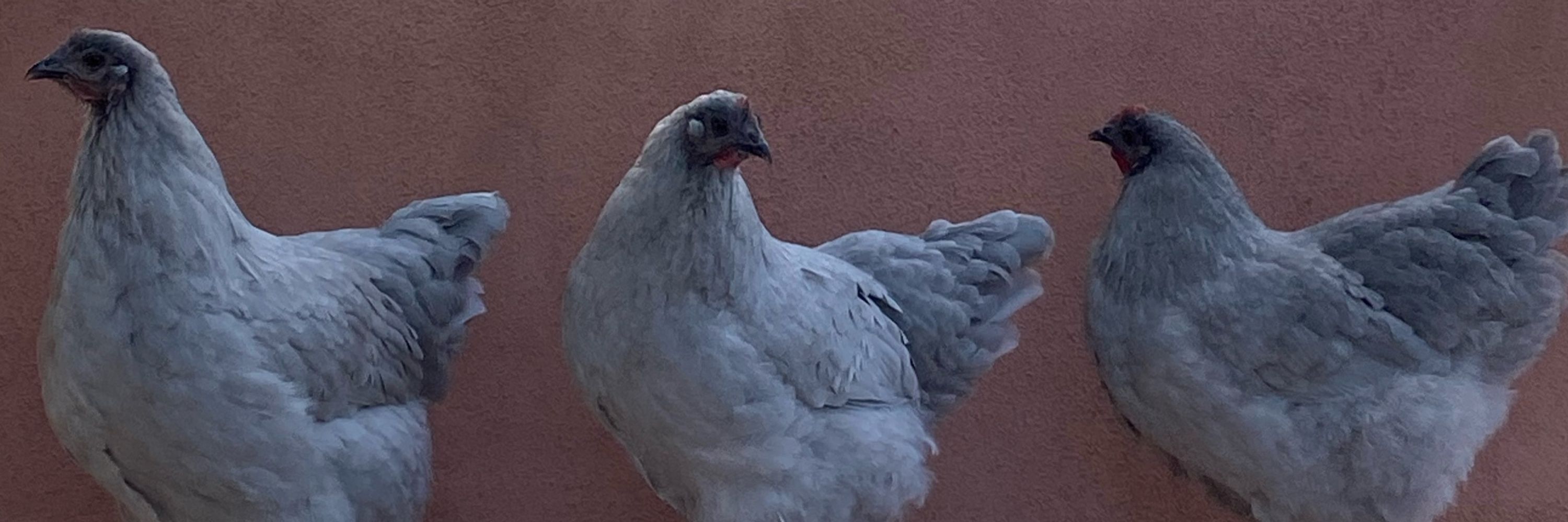 MsPurplDucky