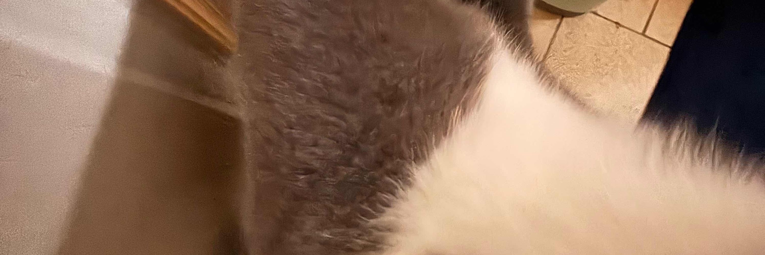 meowzers!!!:3