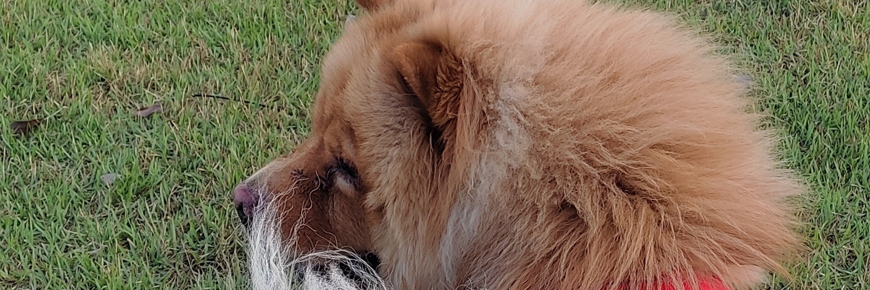 Gus