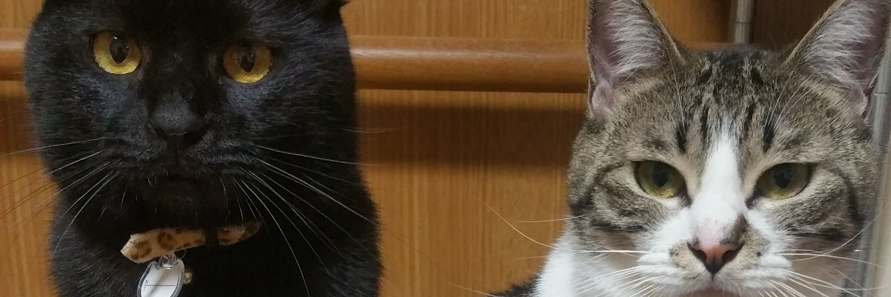 ぬこびっち