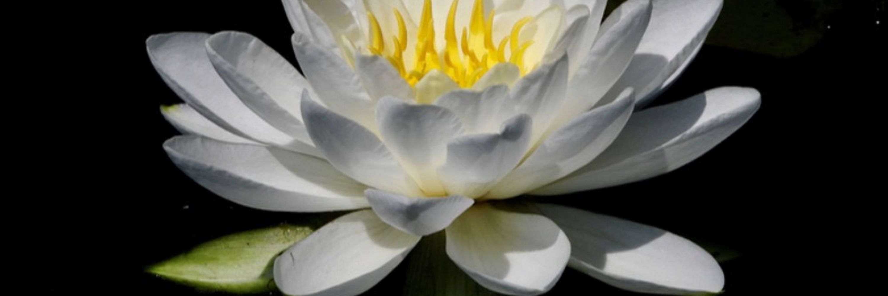 American Society for Horticultural Science