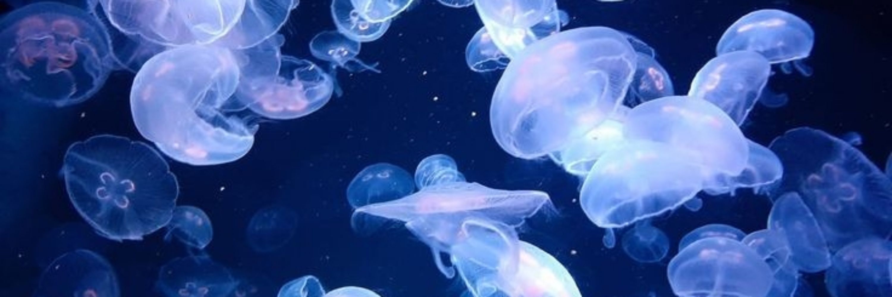 ᴀꜱʜᴇ☆