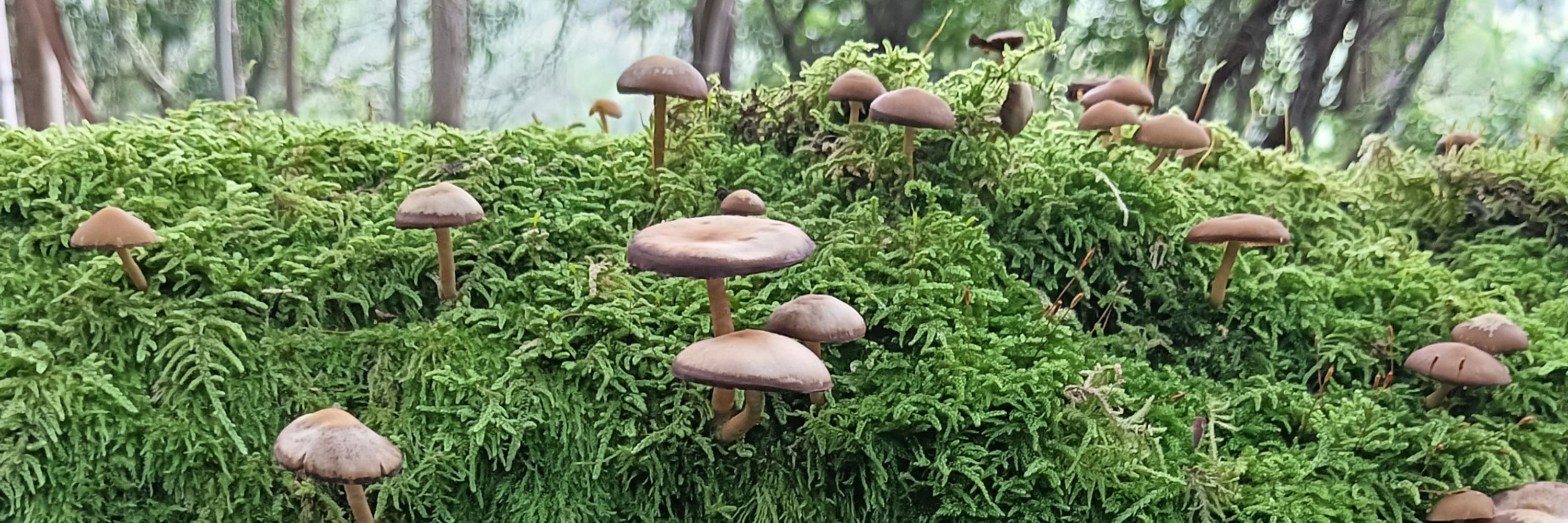 nagothada