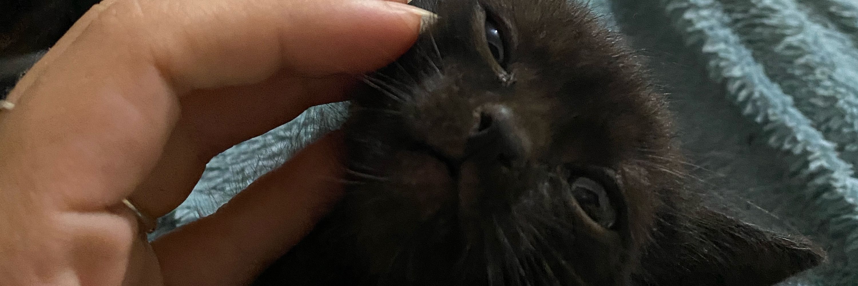 isa 