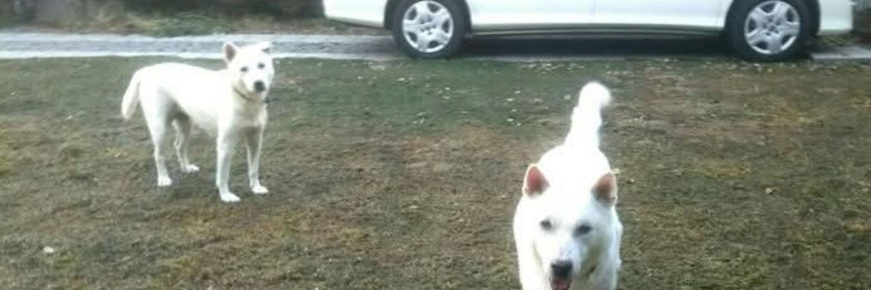 kishudog