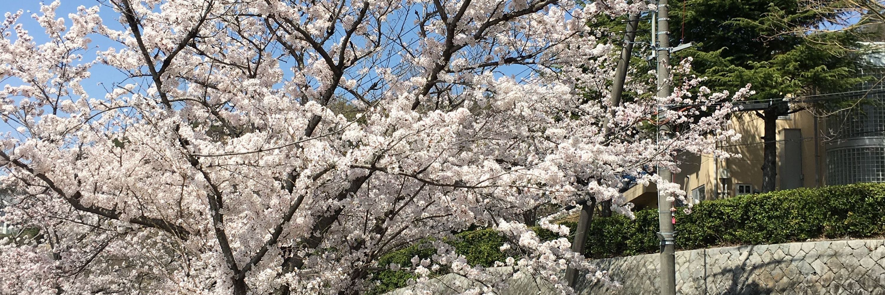 シモン