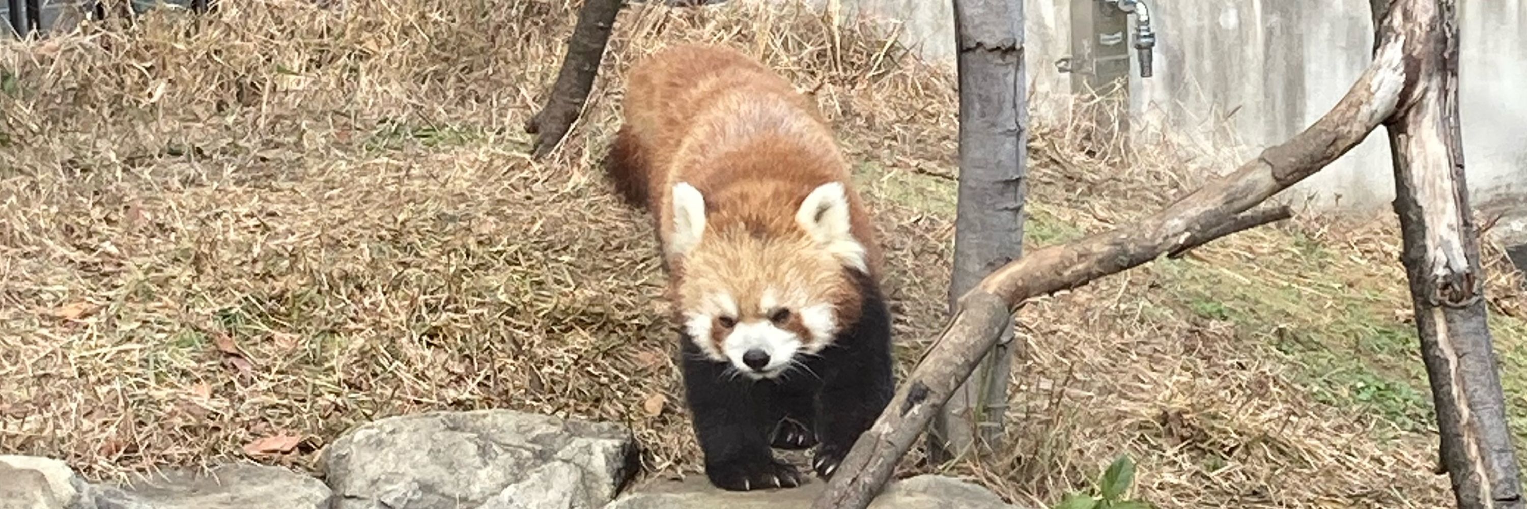 ハガナイター