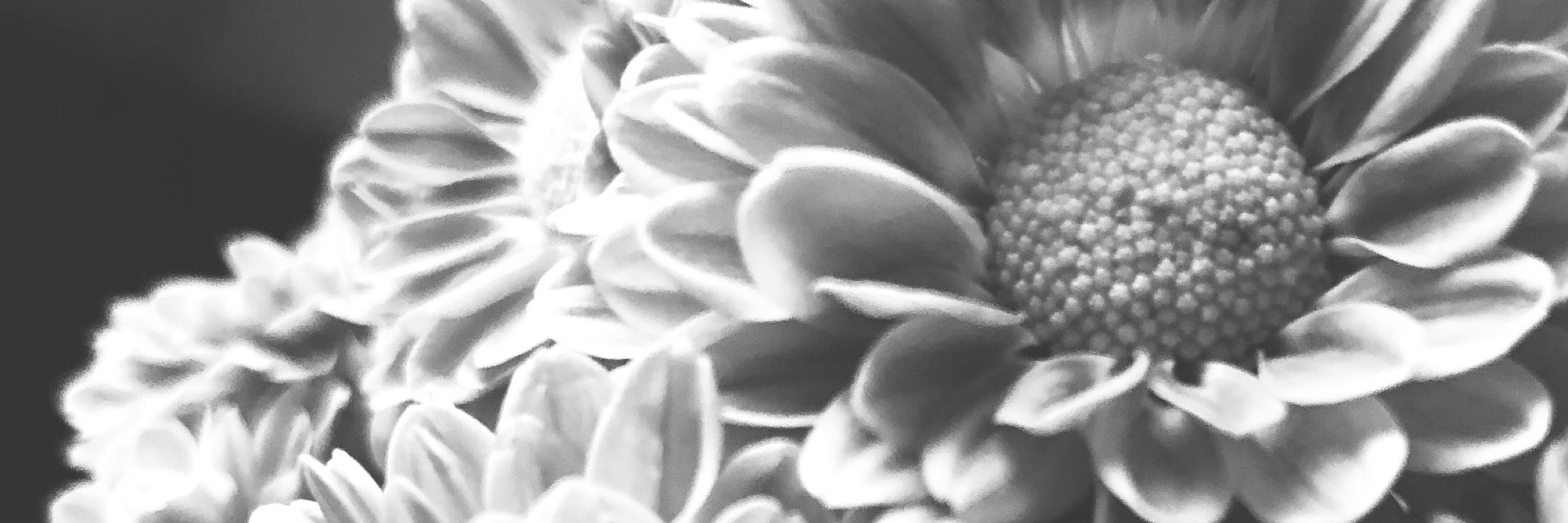 Dawn Aronhalt