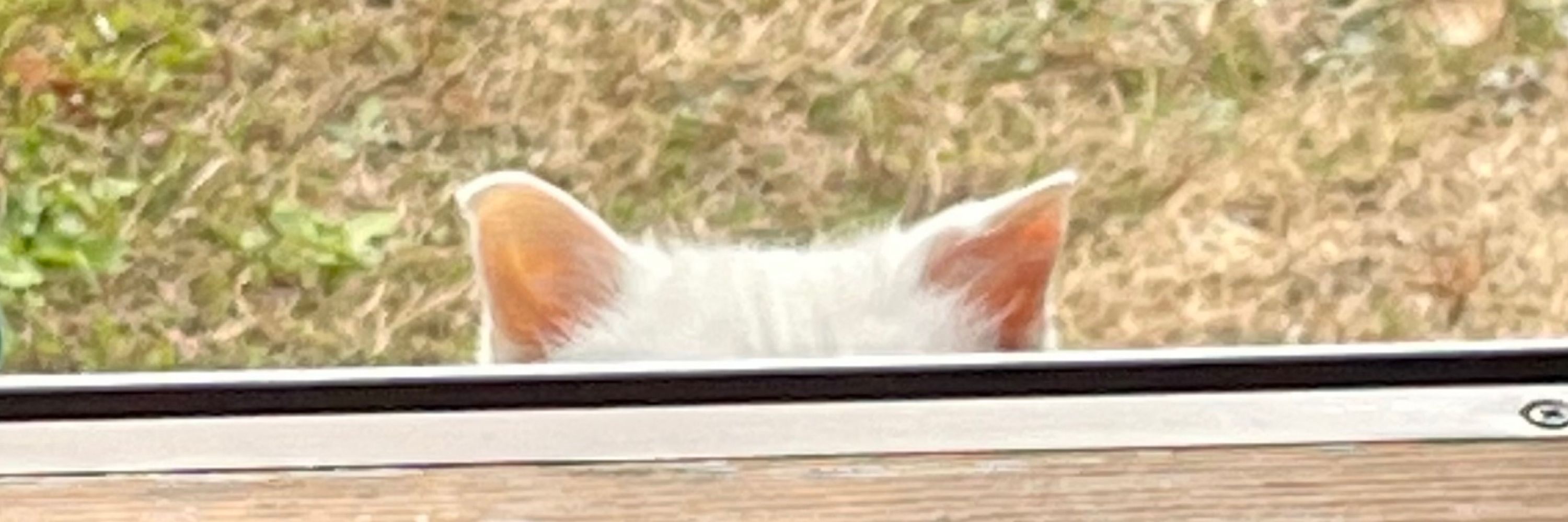 鏡 餅猫🐈