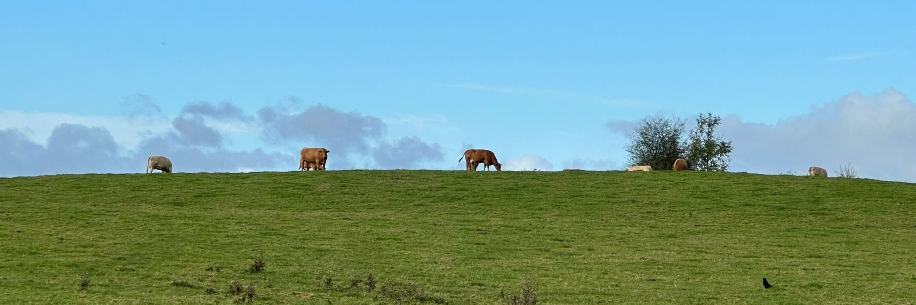 Moo🐮