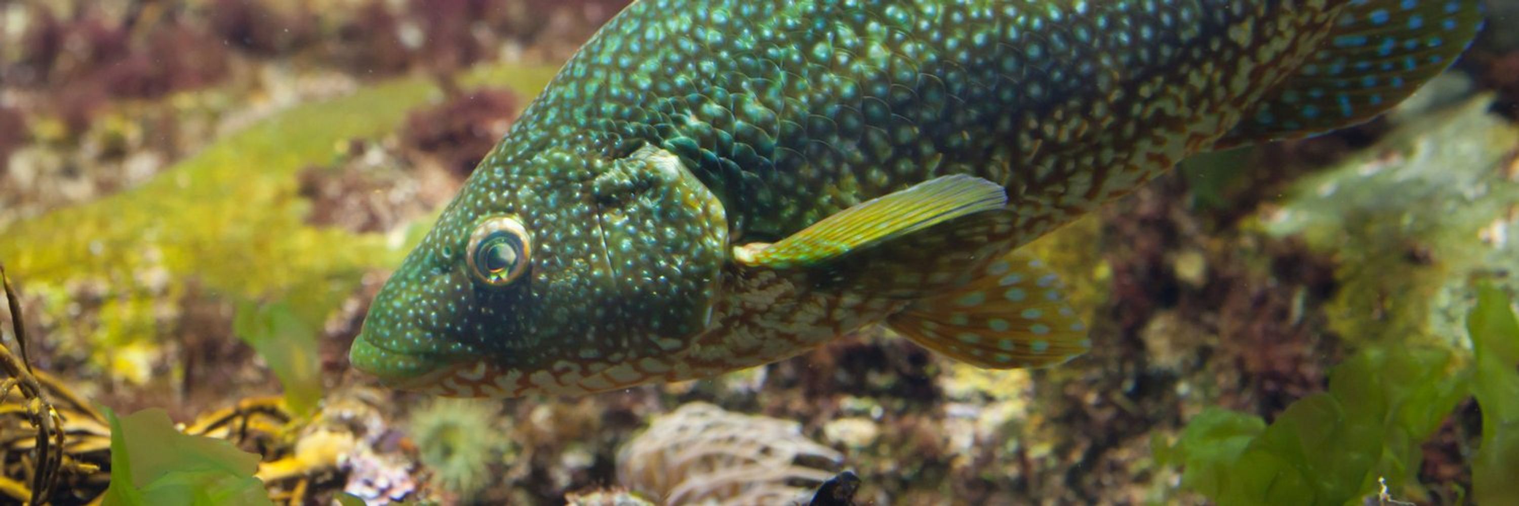 Save Scotland's Wrasse