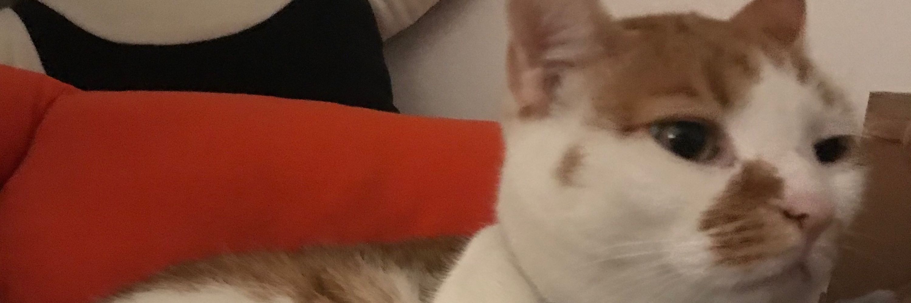 fKafka🐱🍂