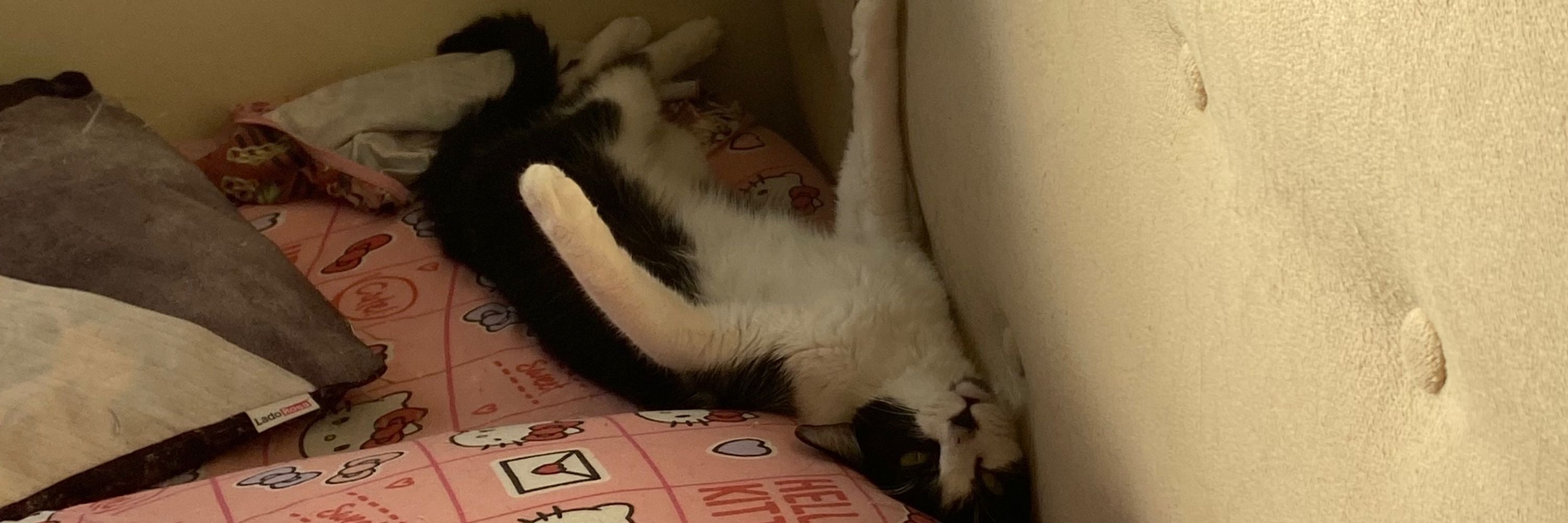 shitzu