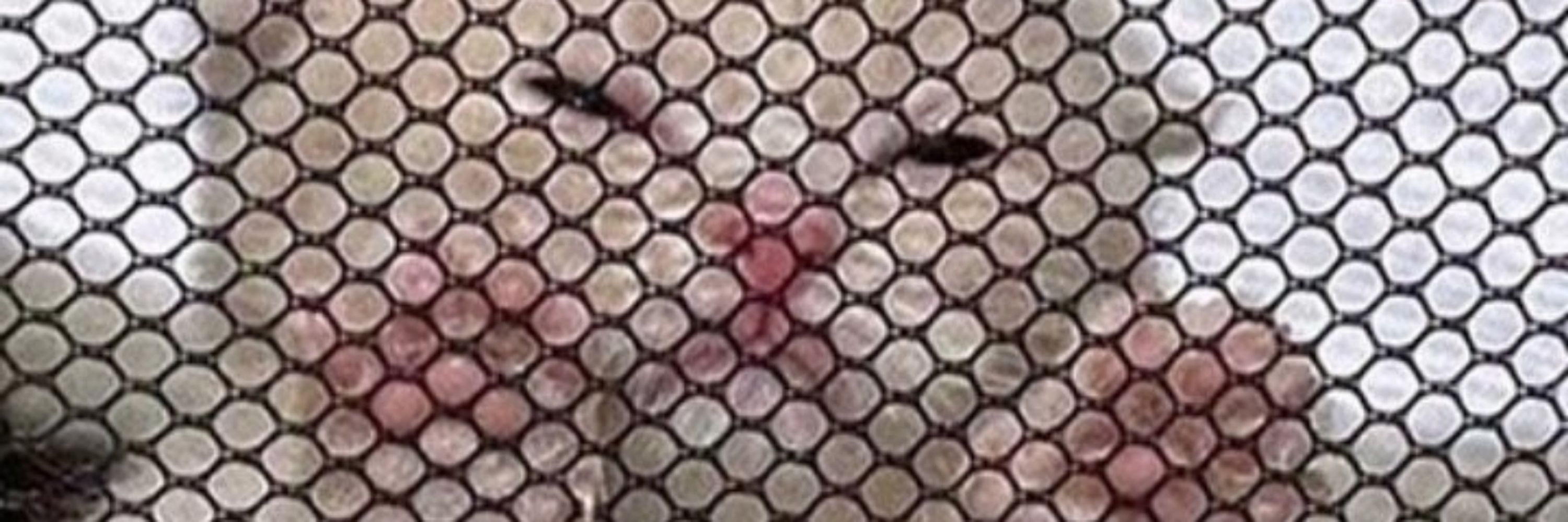 Elias Cricket