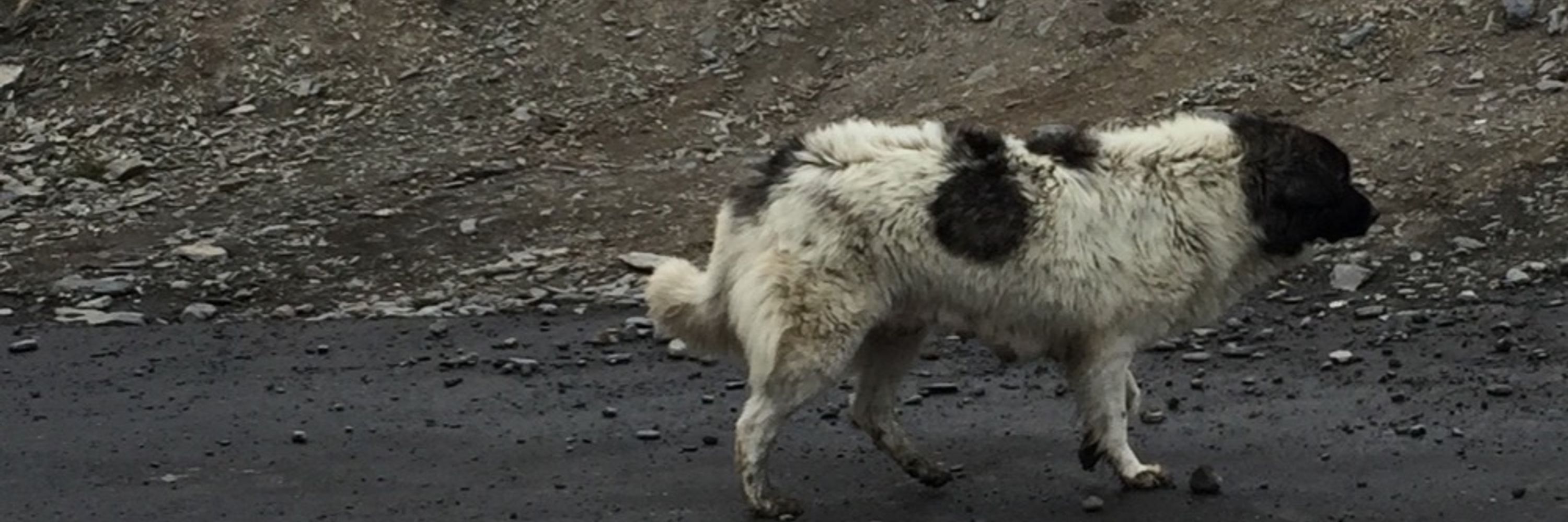 ふっさりやまいぬ