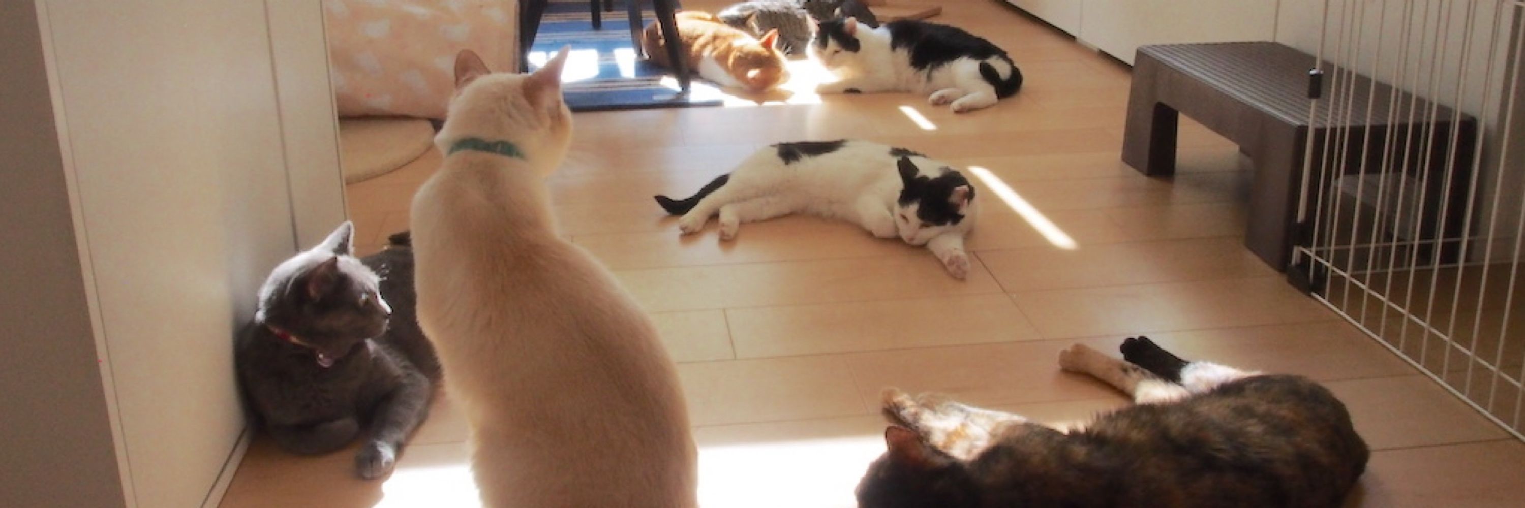 くつろぎ猫カフェnorara