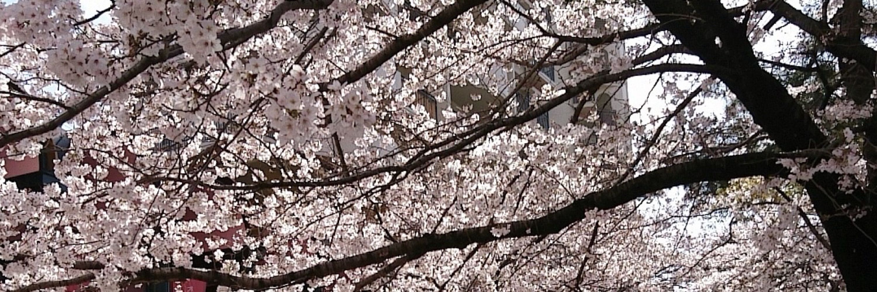 蒼葉ココア