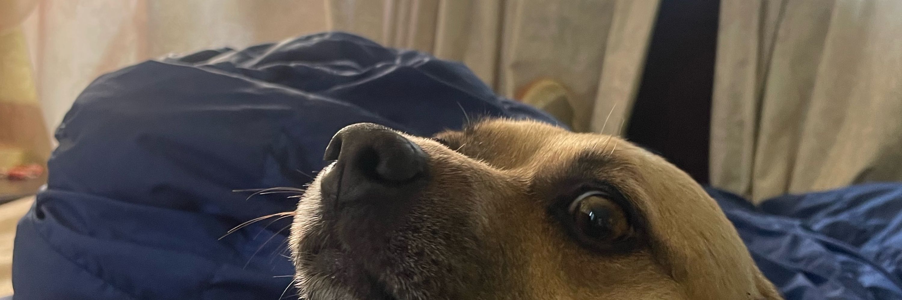 Lilypup The Chigi