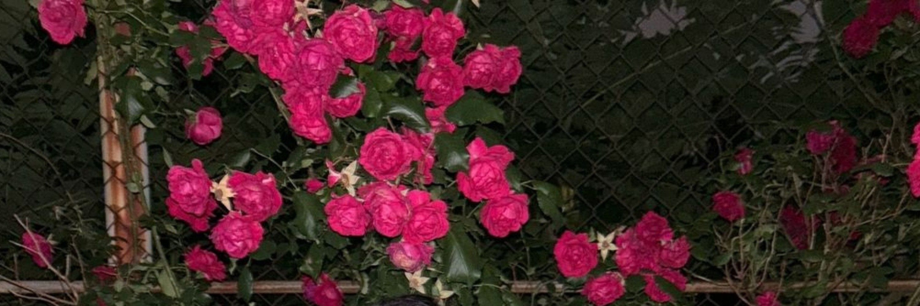 ⋆