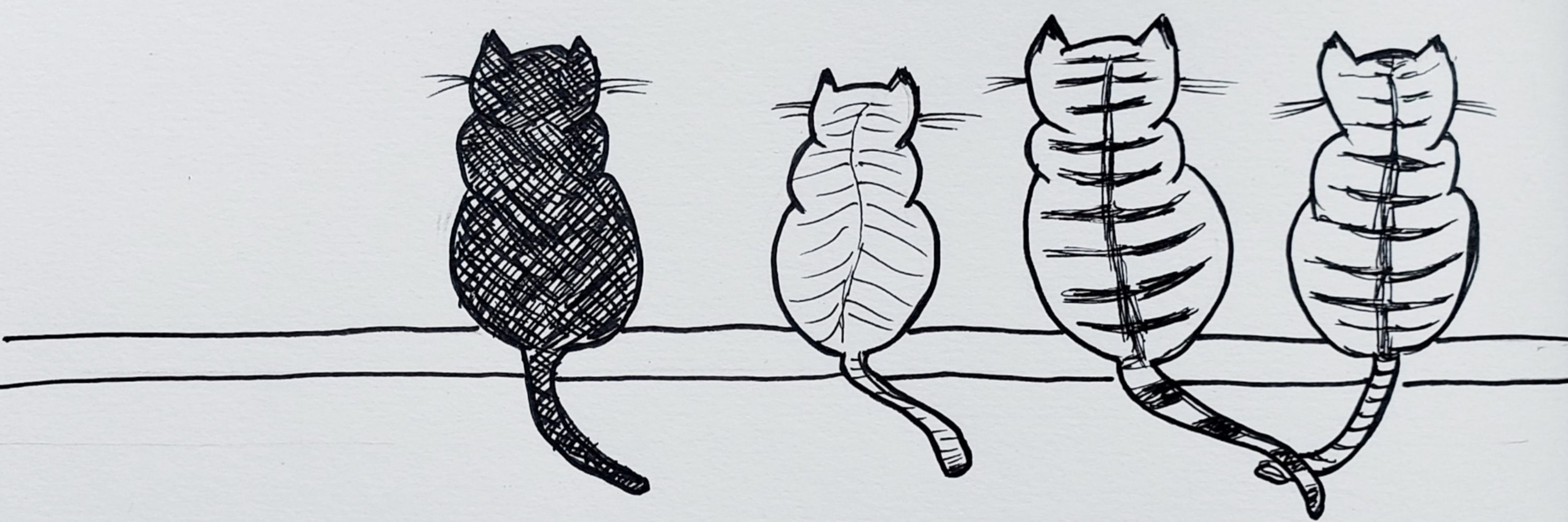 Sir Isaac Newton (cat)