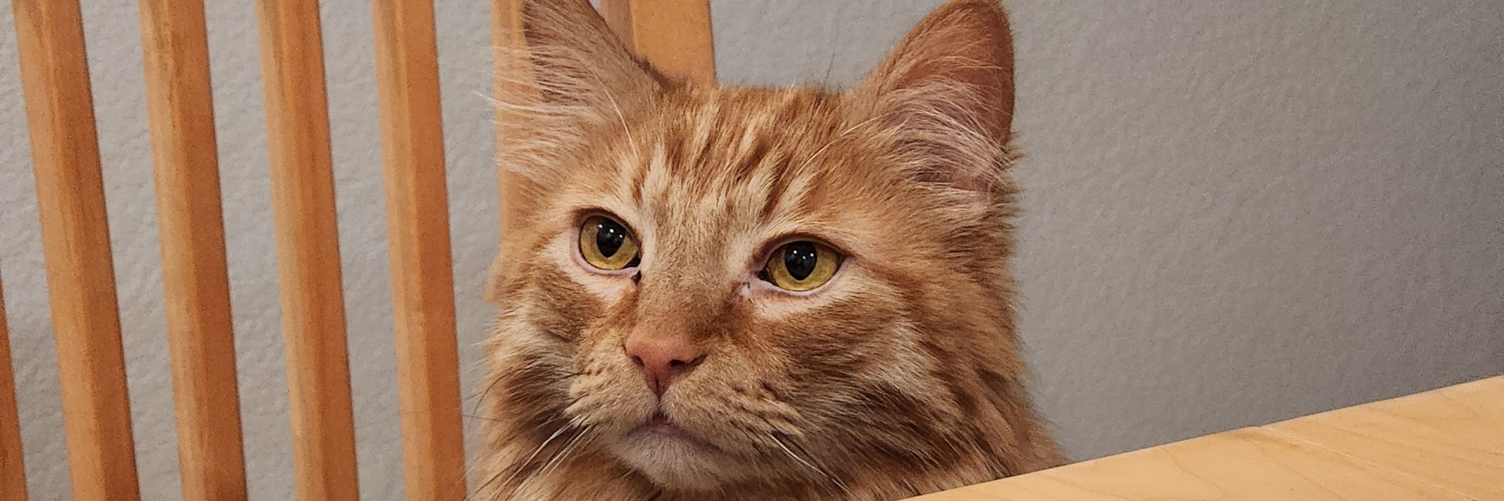 lucy