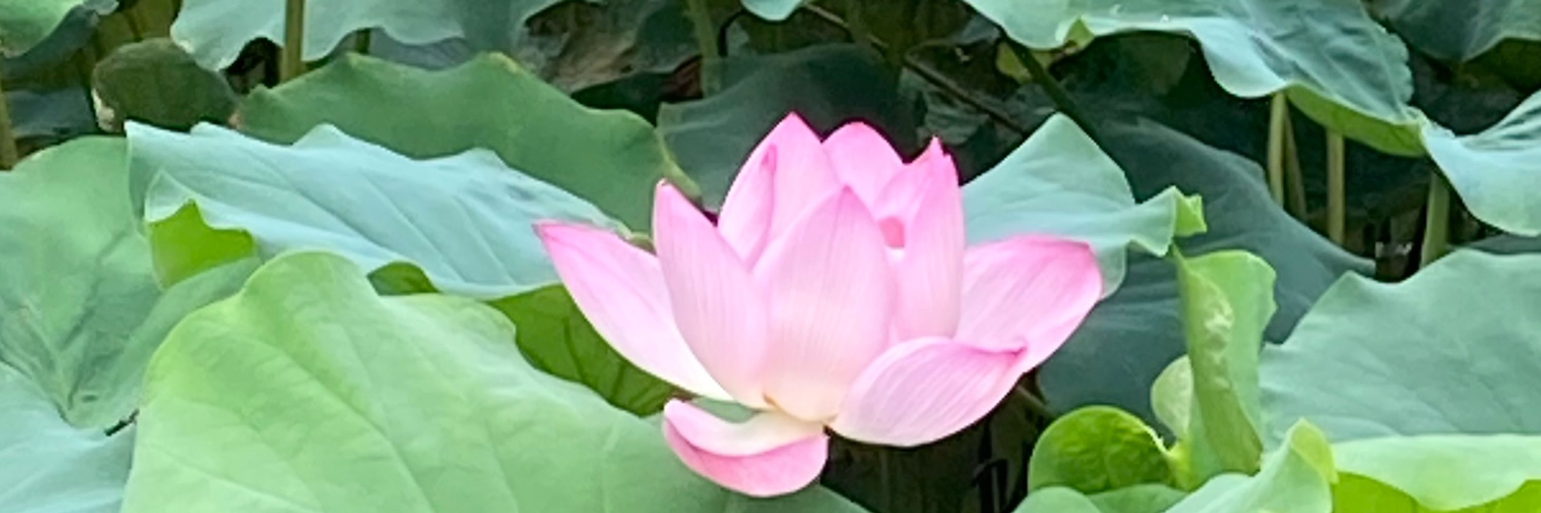 はお