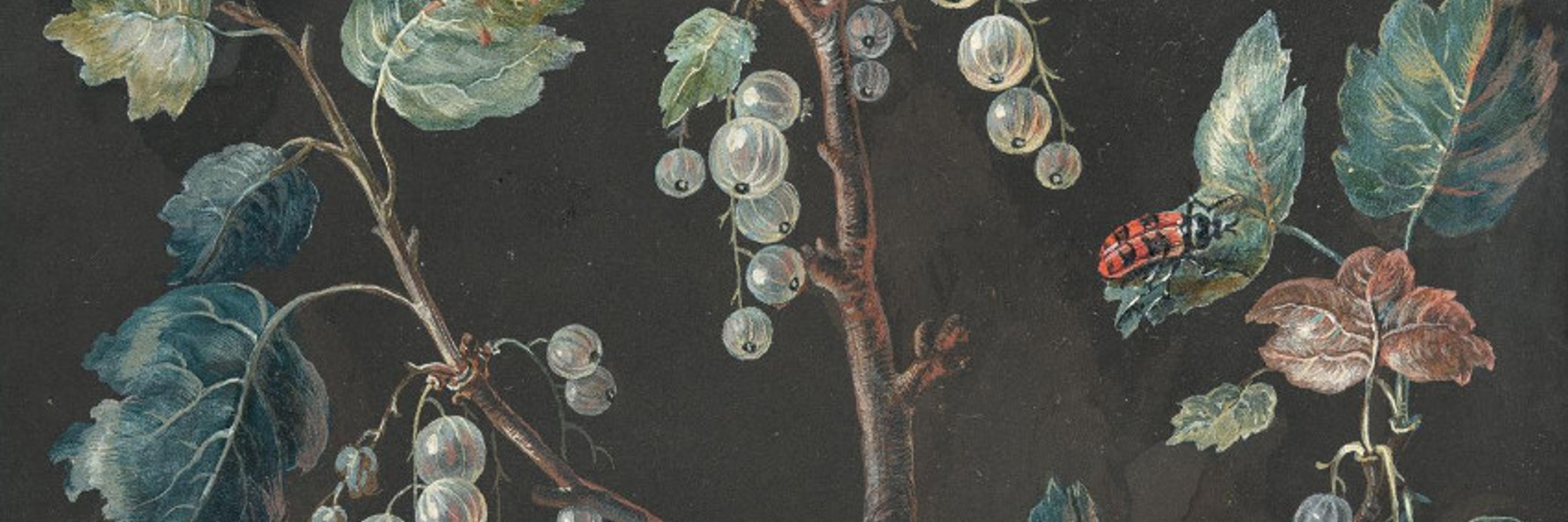 Botanical Art and Artists