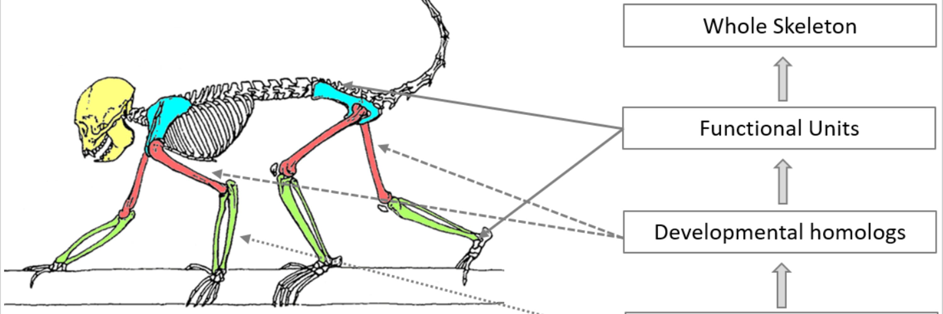 Buffalo Human Evolutionary Morphology Lab (BHEML)