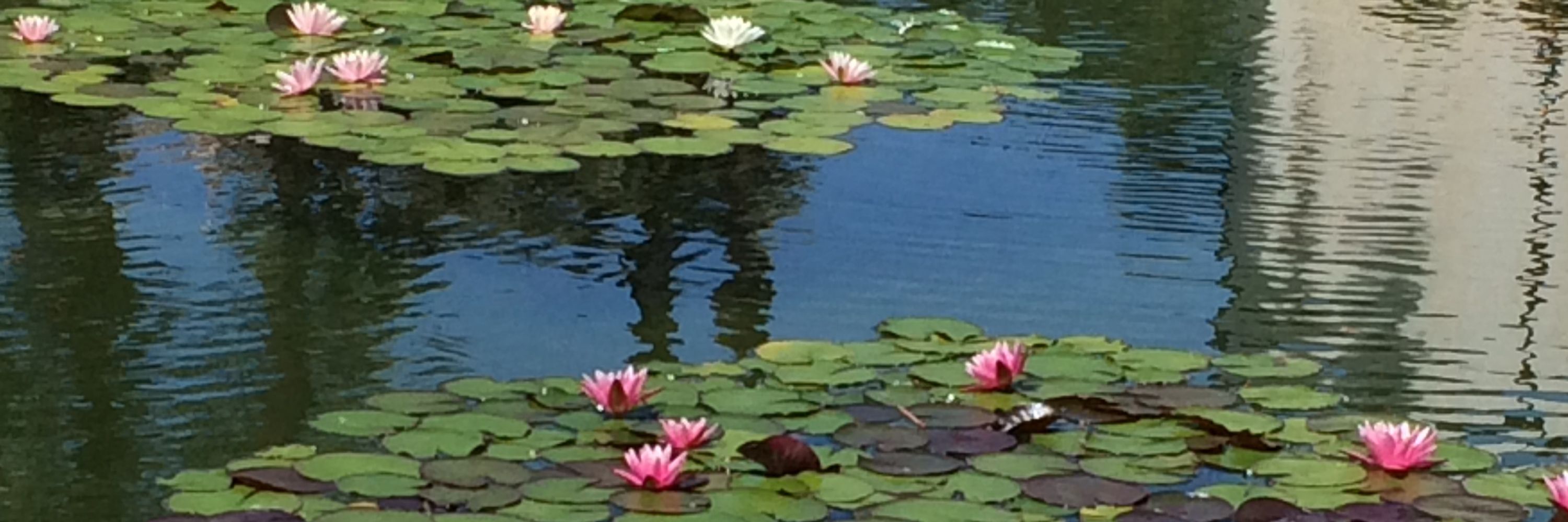 菲菲(Feifei)