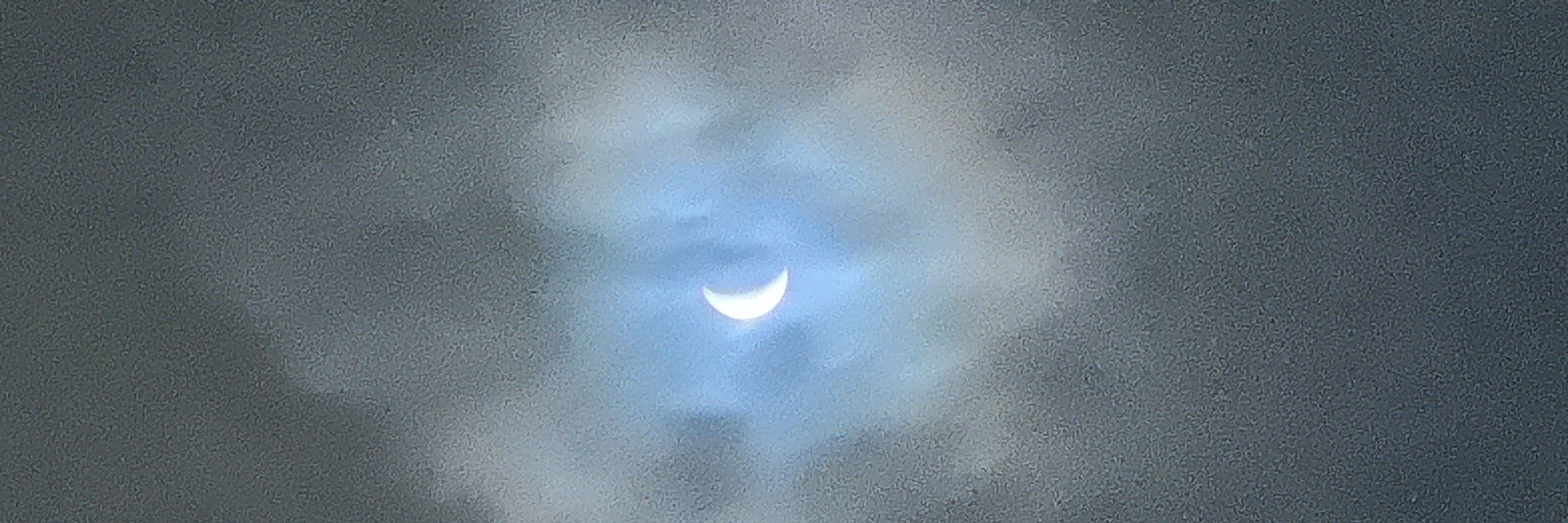 Mugwort & Moonlight