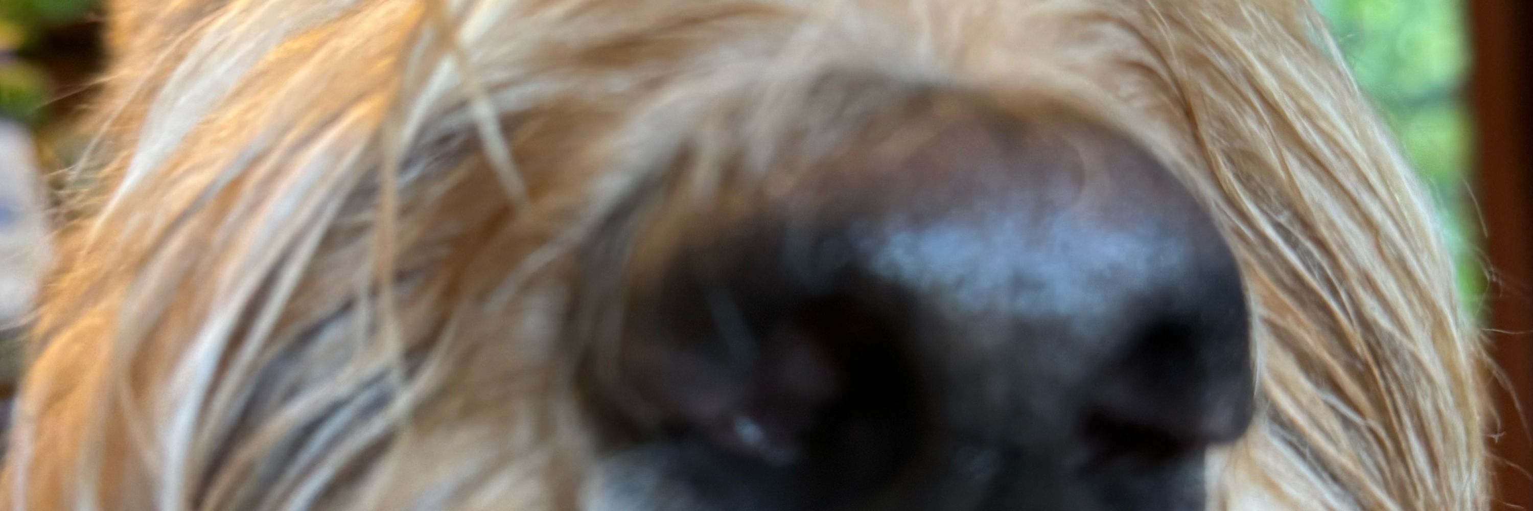 mooosicaldreamz