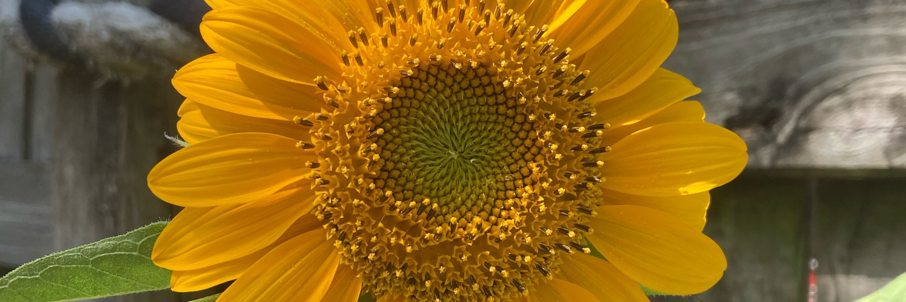Gloria