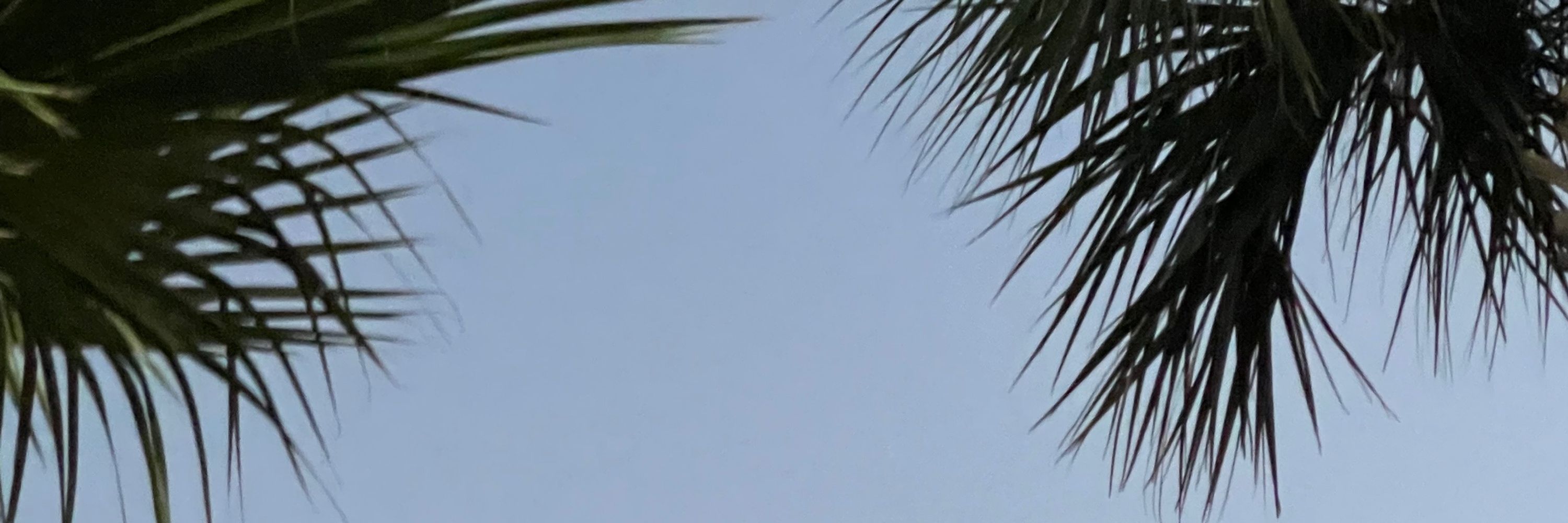 skydog